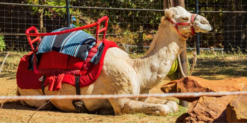 Camel Rides